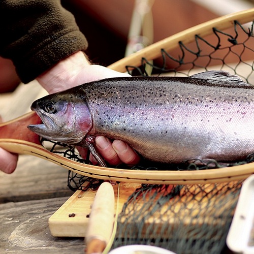 Knusprig gebratene Mentz Regenbogenforelle
